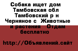 Собака ищет дом - Тамбовская обл., Тамбовский р-н, Черняное с. Животные и растения » Отдам бесплатно   